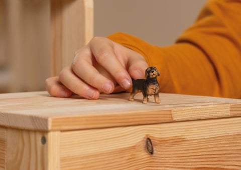 Tel Tüylü Dachshund