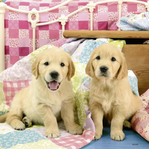 Ravensburger 3x49 Parçalı Puzzle Puppies-080656