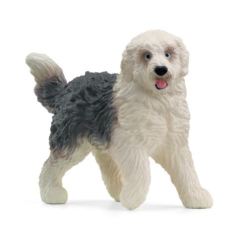 İngiliz Çoban Köpeği