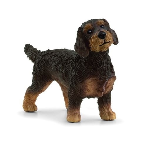 Tel Tüylü Dachshund