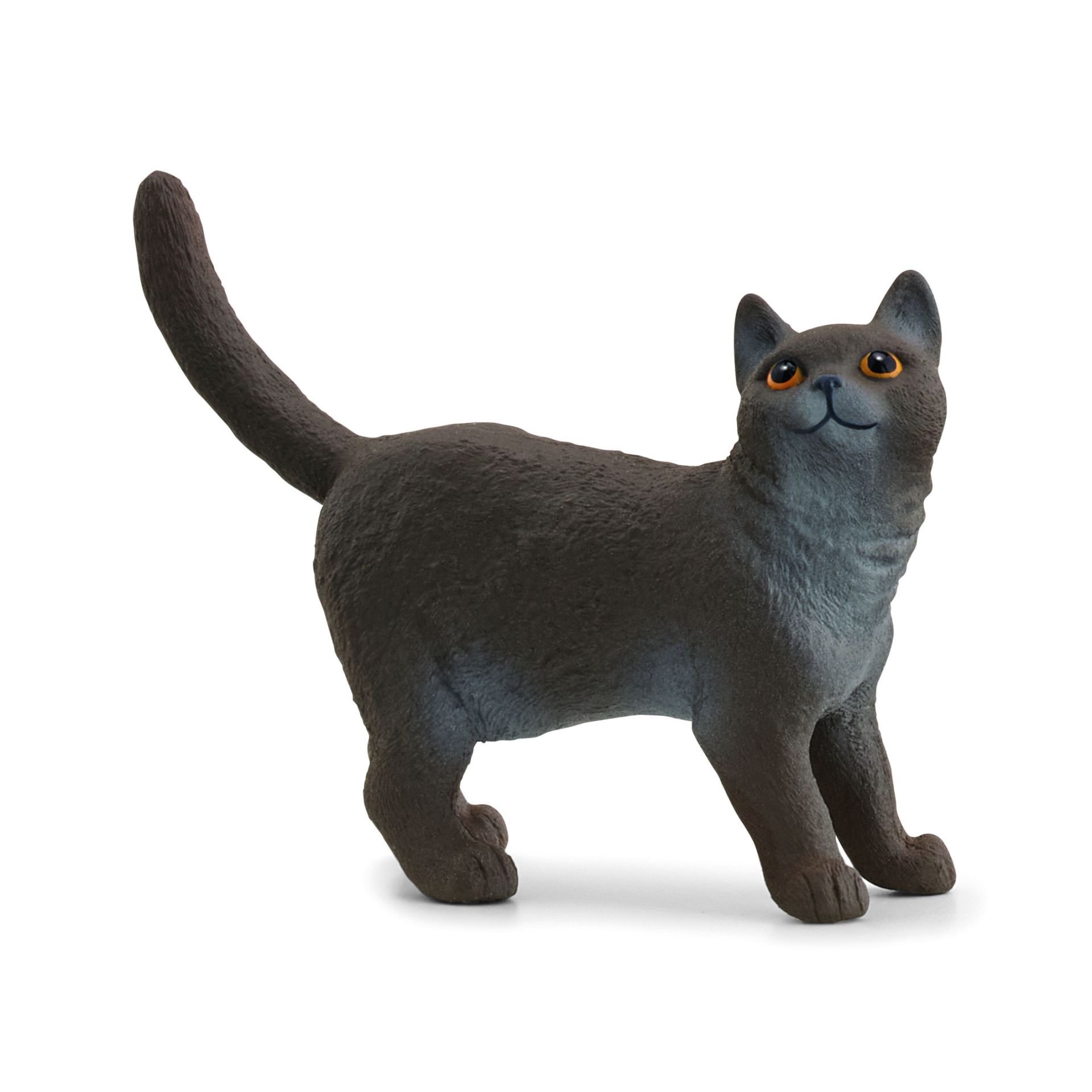 British Shorthair Kedi