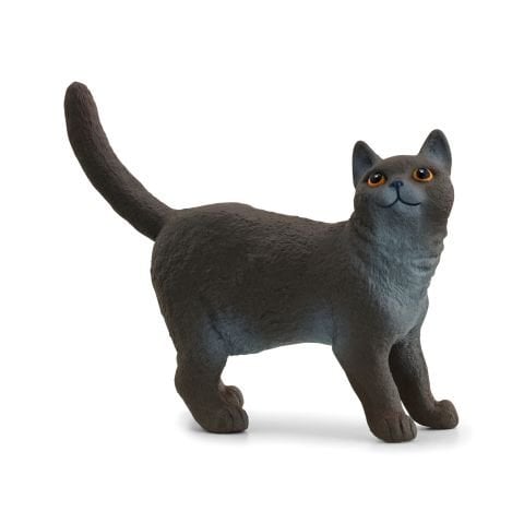 British Shorthair Kedi