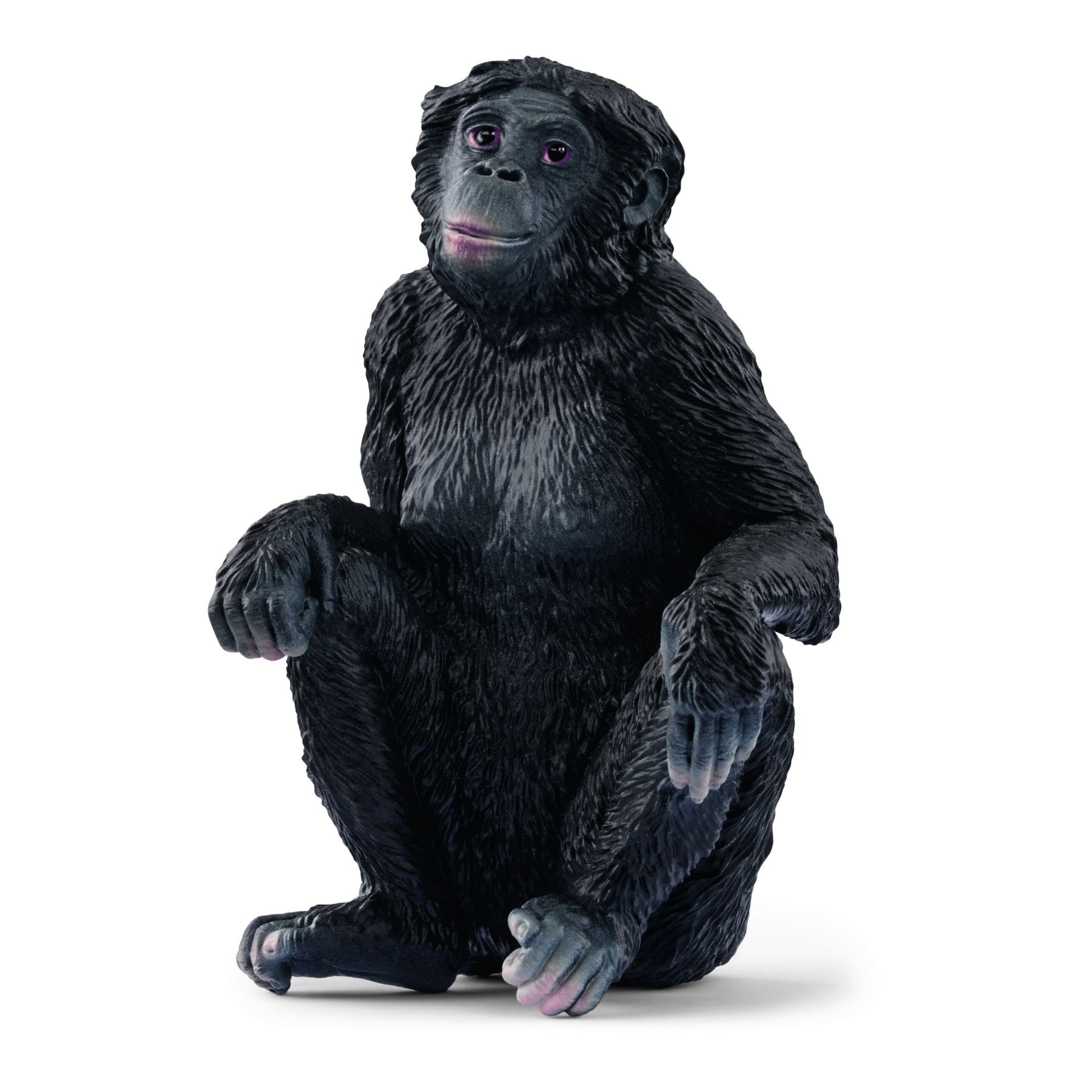 Dişi Bonobo