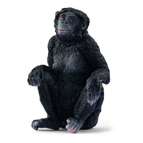 Dişi Bonobo
