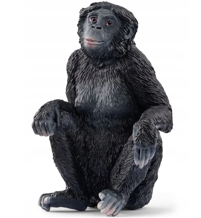 Bonobo