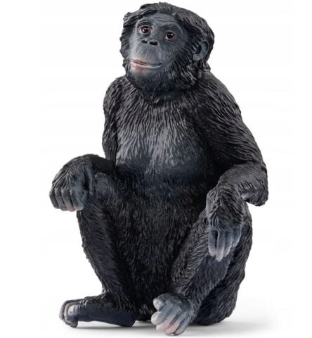 Bonobo
