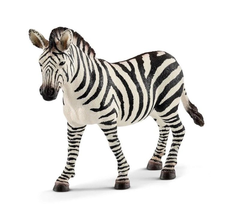 Dişi Zebra