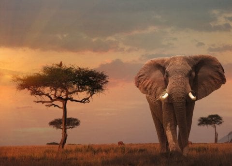 Ravensburger 1000 Parçalı Puzzle  Elefant-151592