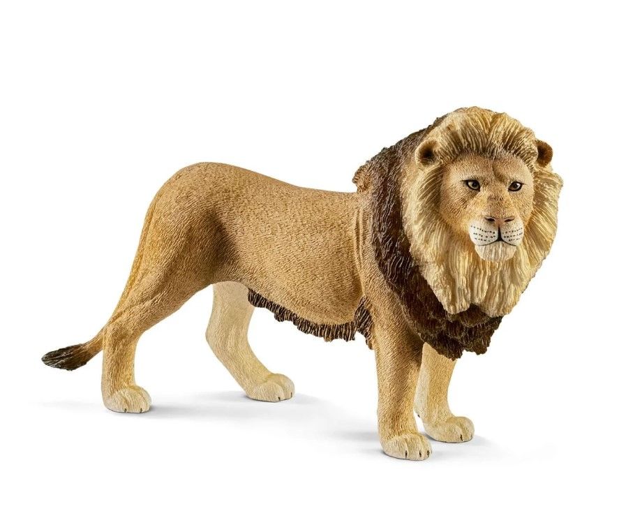 Erkek Aslan