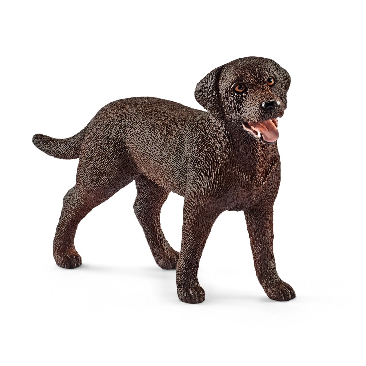 Dişi Labrador Retriever