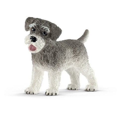 Minyatür Schnauzer