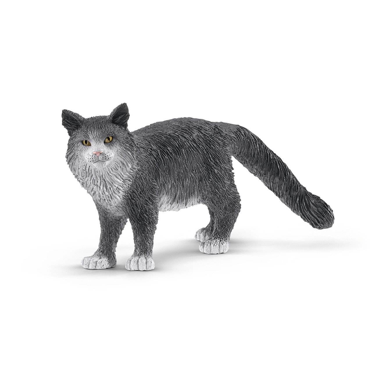 Maine Coon Kedi