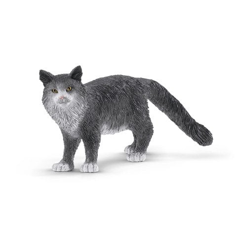 Maine Coon Kedi