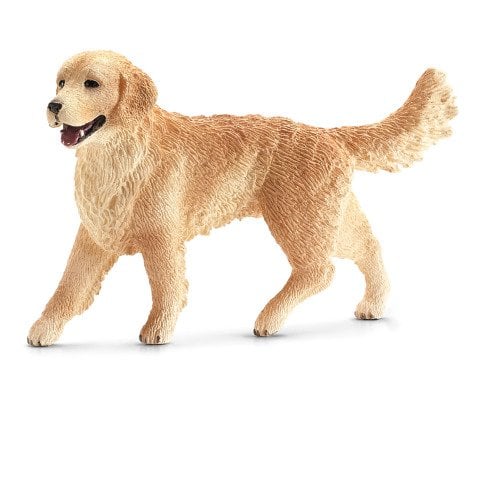 Dişi Golden Retriever