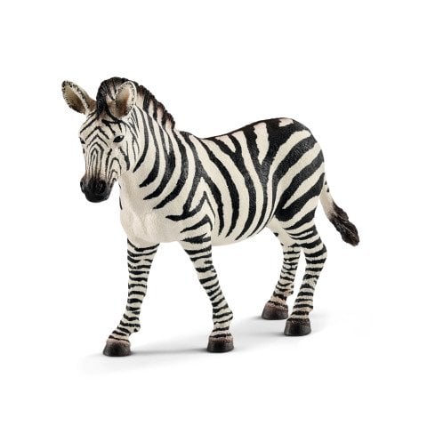 Dişi Zebra