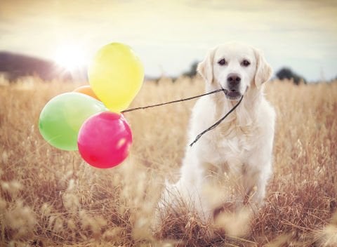 500pc Puzzle Balon Partisi