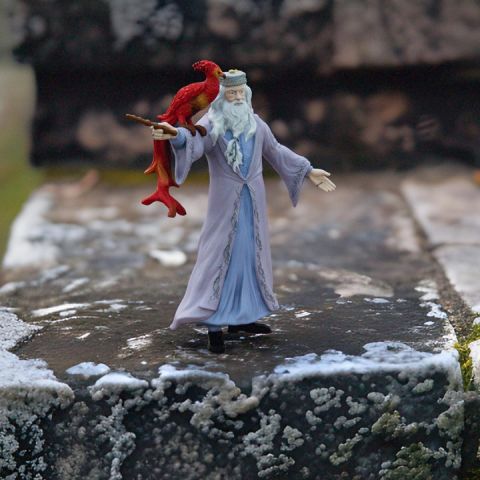 Albus Dumbledore Fawkes