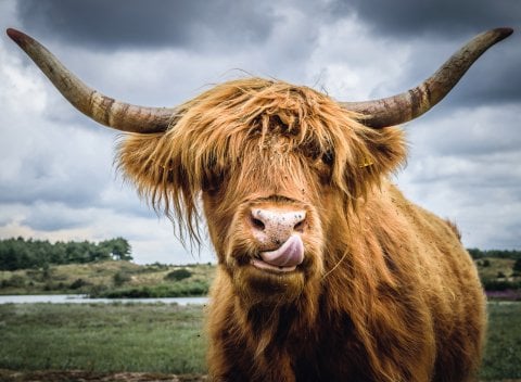 Ravensburger 300 Parçalı Puzzle Highland Cattle
