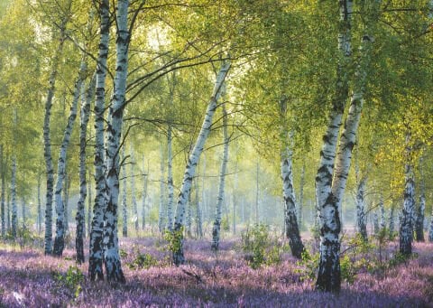 1000 Parça Puzzle Huş Ağaçları
