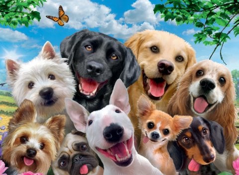 300p Puz Tatlı Köpekler