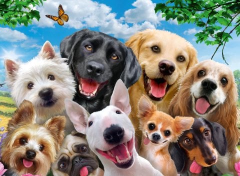 300p Puz Tatlı Köpekler