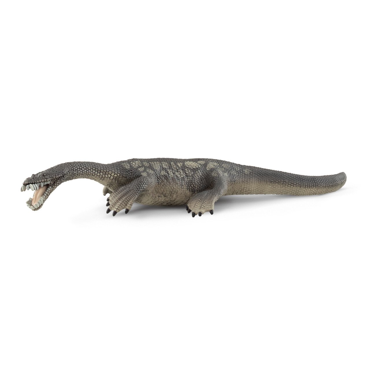 Notozorus