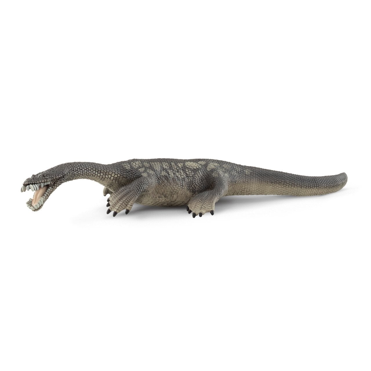 Notozorus