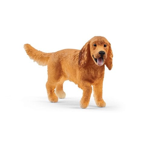 İngiliz Cocker Köpek