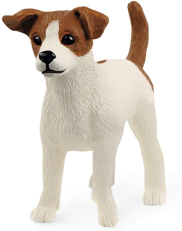 Jack Russell Teriyer