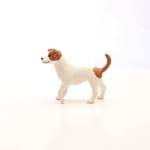Jack Russell Teriyer
