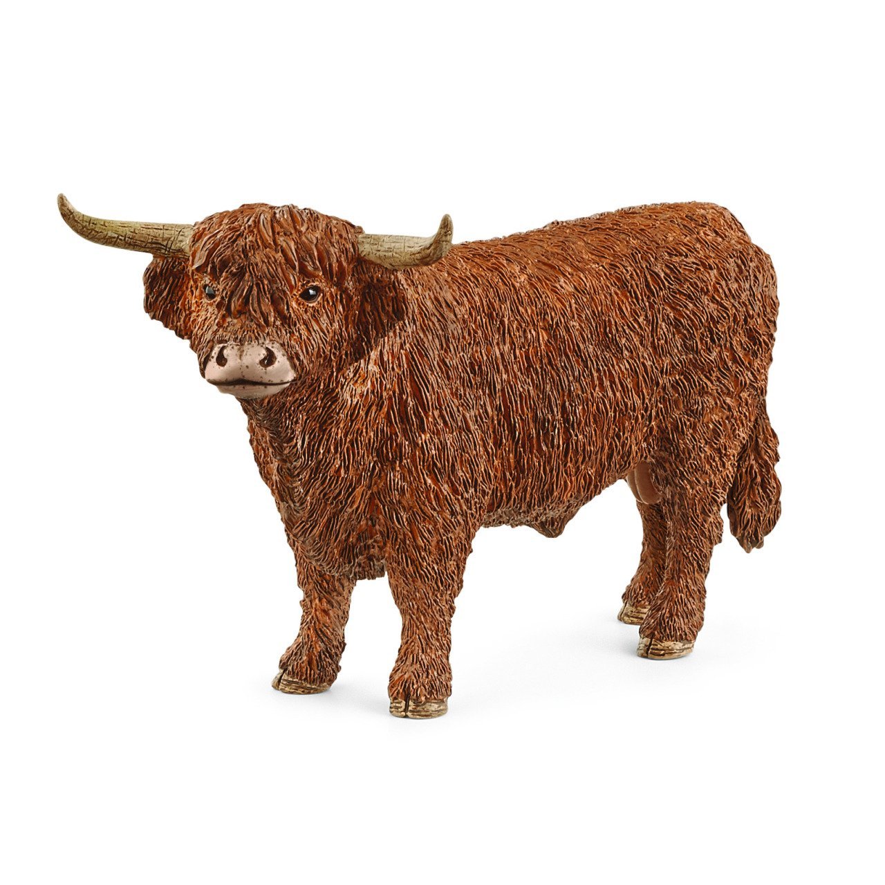 Highland Boğa