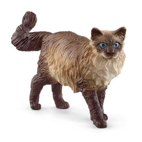 Ragdoll Kedi